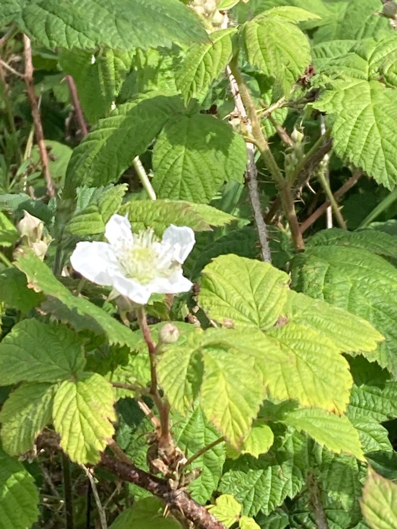 Rubus horrefactus photo 8