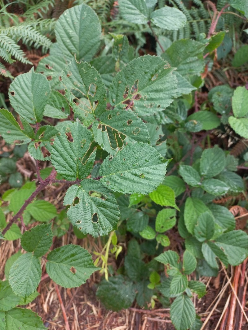 Rubus horridus