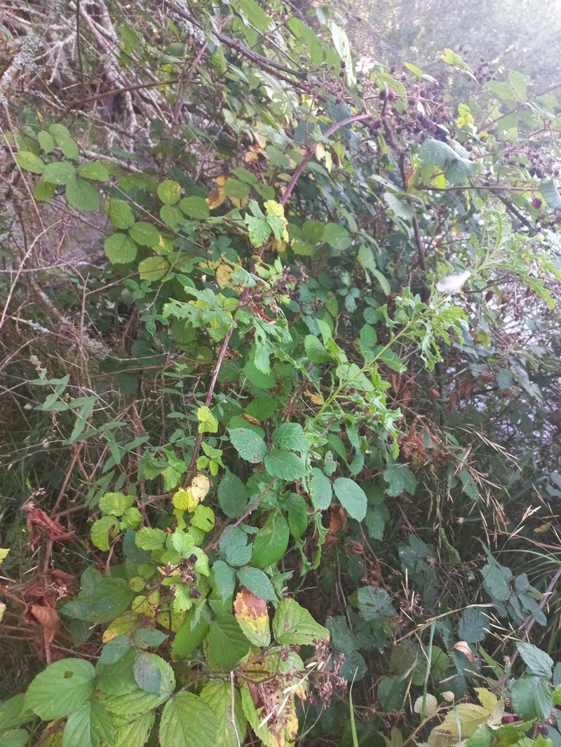 Rubus horridus photo 2
