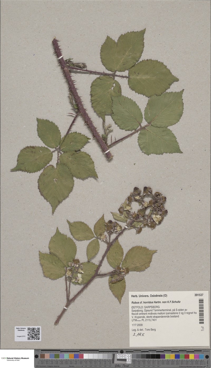 Rubus horridus photo 3