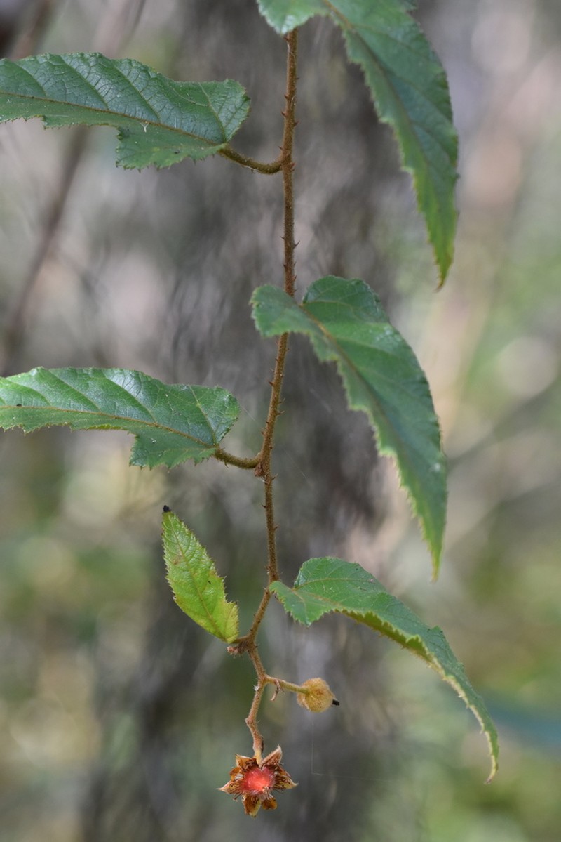 Rubus howii
