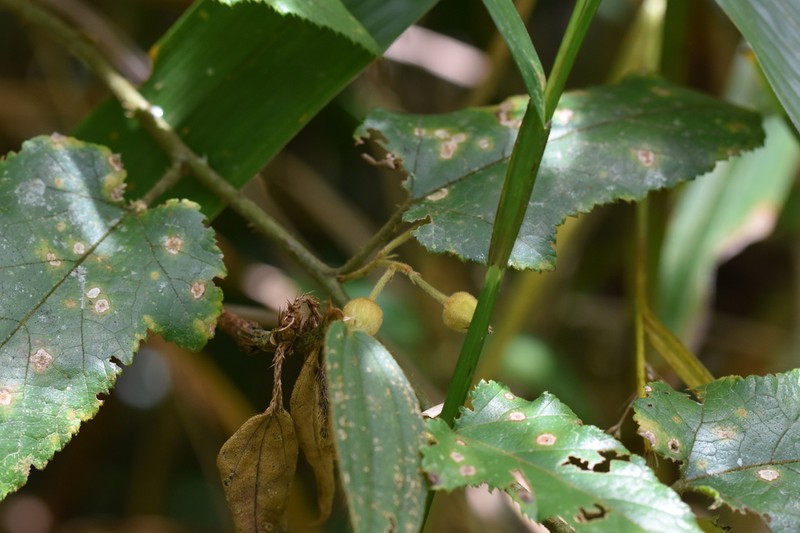 Rubus howii photo 2
