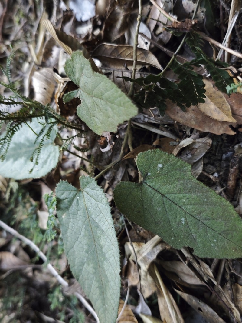 Rubus howii photo 3