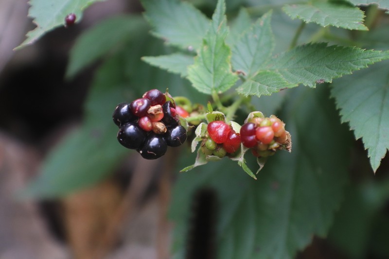 Rubus humistratus