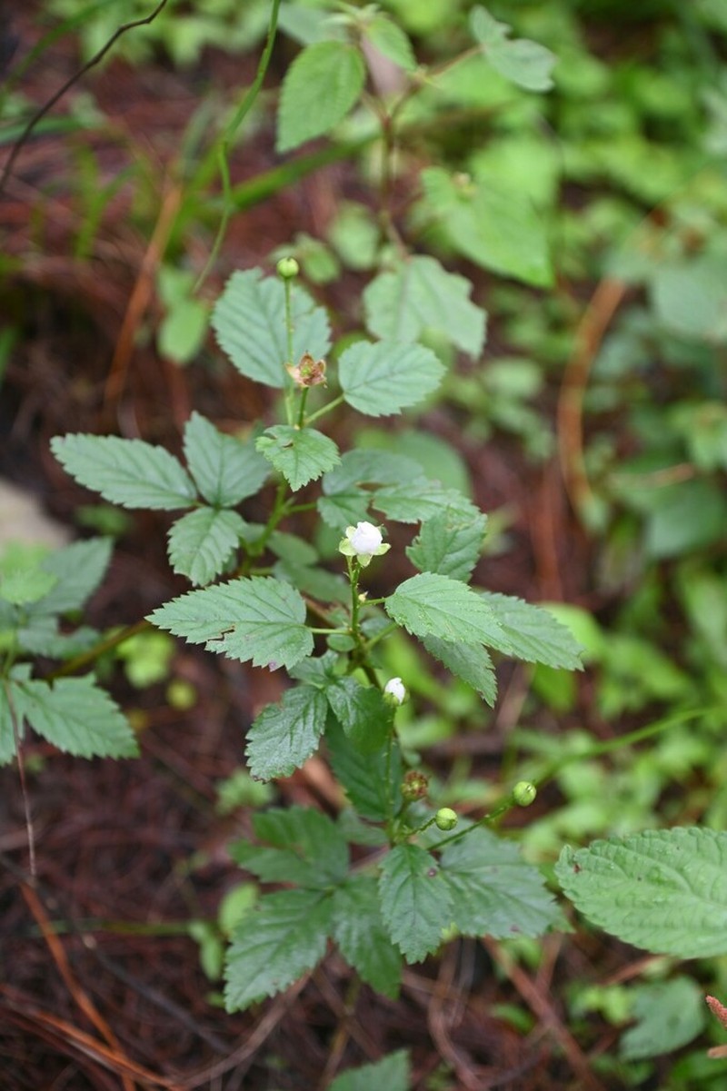 Rubus humistratus photo 2