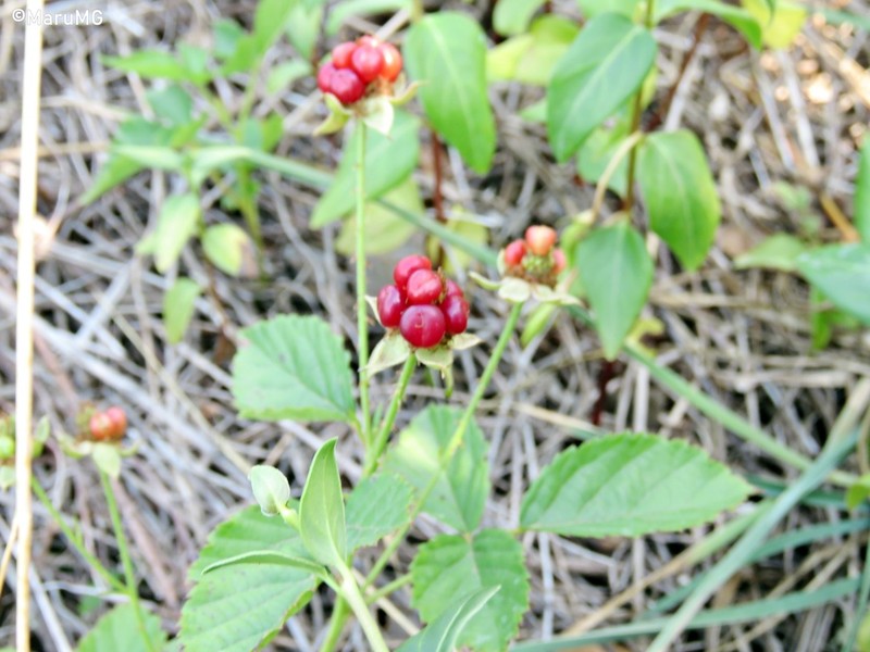 Rubus humistratus photo 3