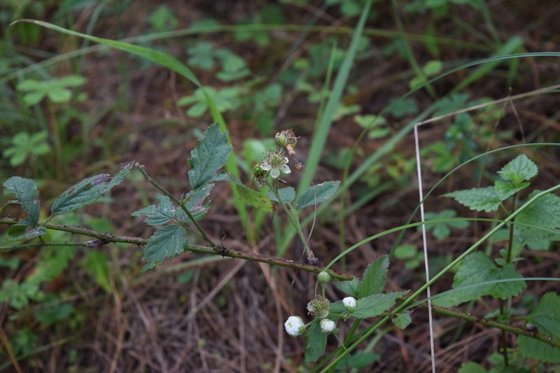 Rubus humistratus photo 4