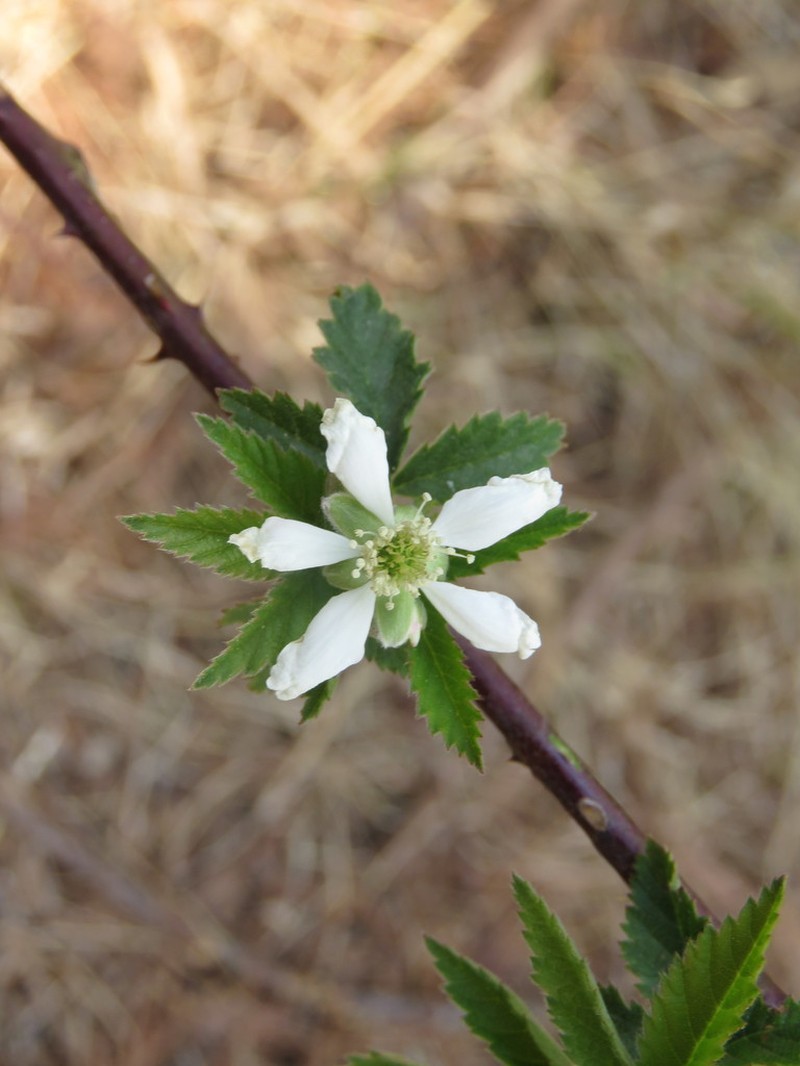 Rubus humistratus photo 5