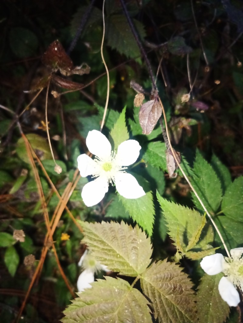 Rubus humistratus photo 6