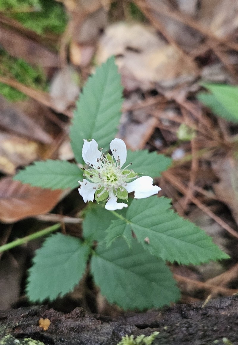 Rubus humistratus photo 7