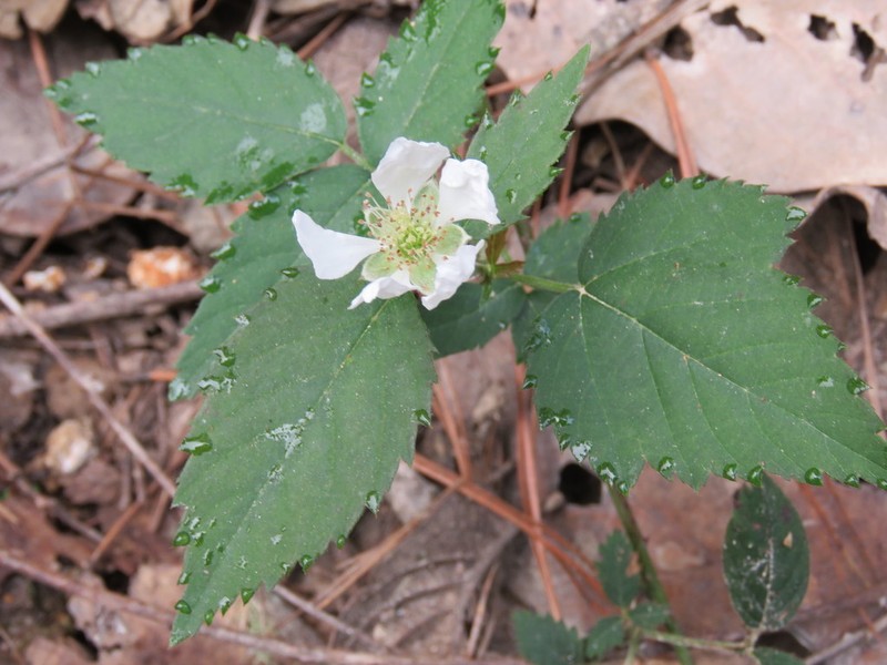 Rubus humistratus photo 8