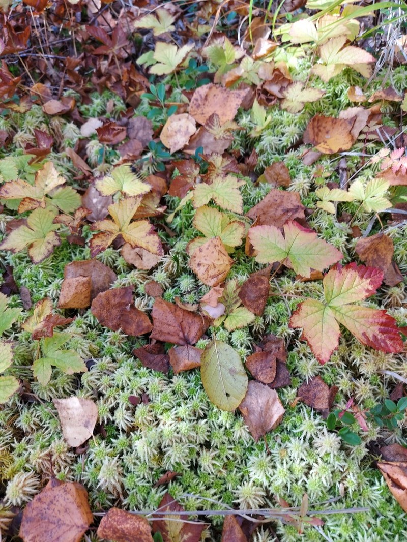 Rubus humulifolius photo 2