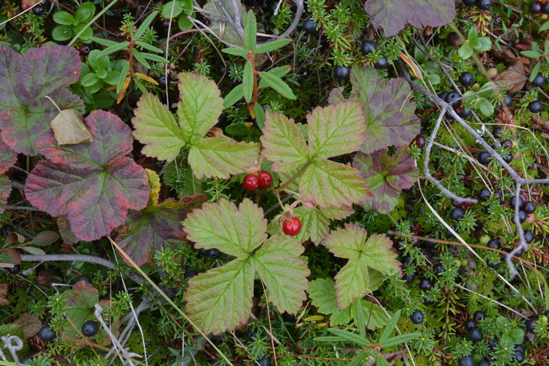 Rubus humulifolius photo 3