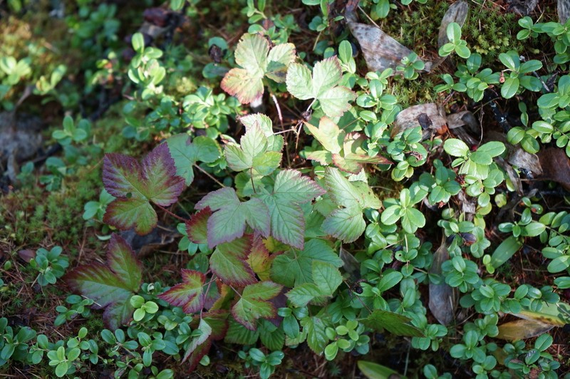 Rubus humulifolius photo 4