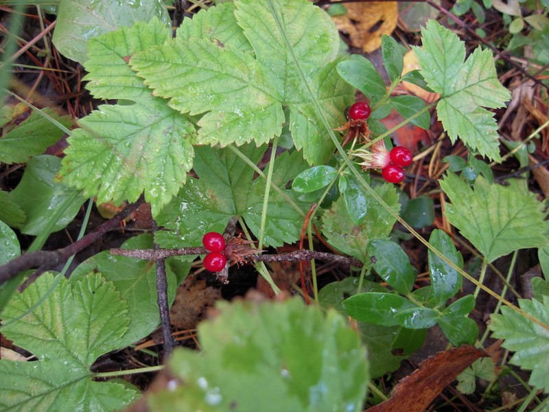 Rubus humulifolius photo 5