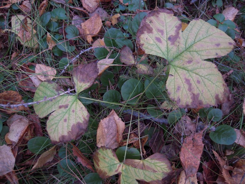 Rubus humulifolius photo 6