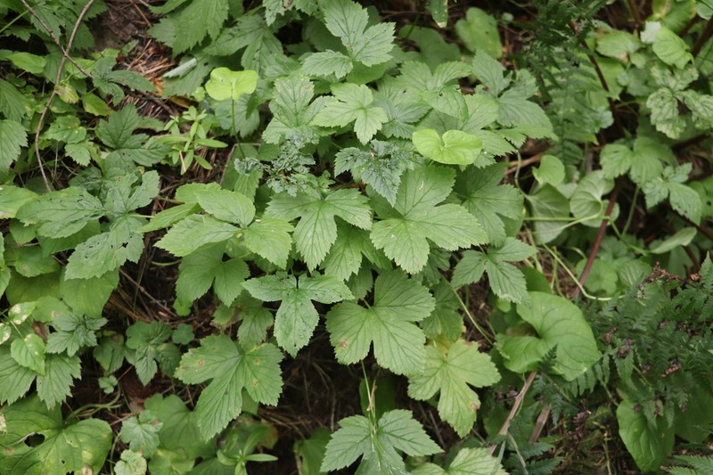 Rubus humulifolius photo 7