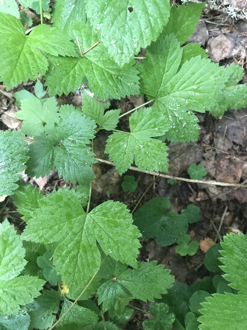 Rubus humulifolius photo 8