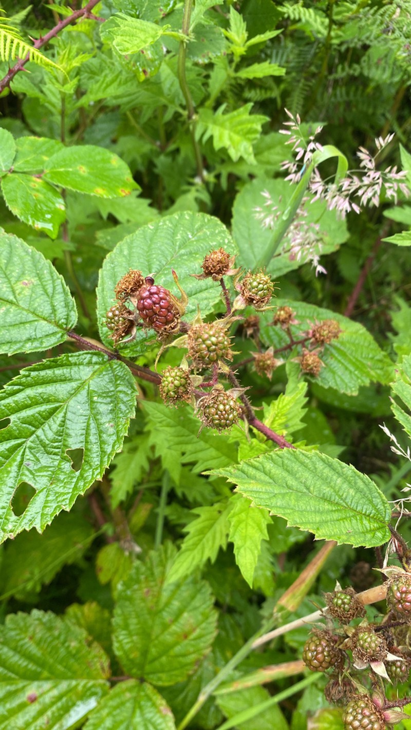Rubus hylocharis photo 2
