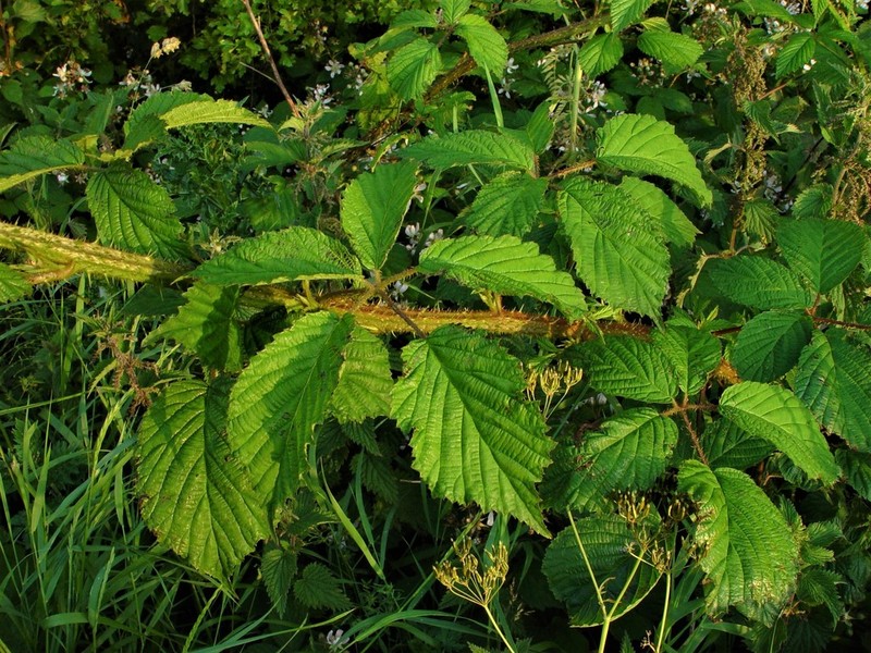 Rubus hylocharis photo 3
