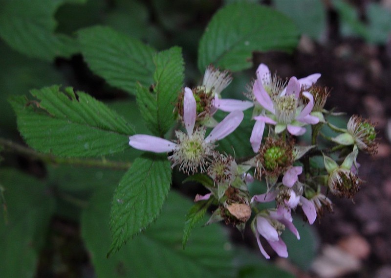 Rubus hylocharis photo 4
