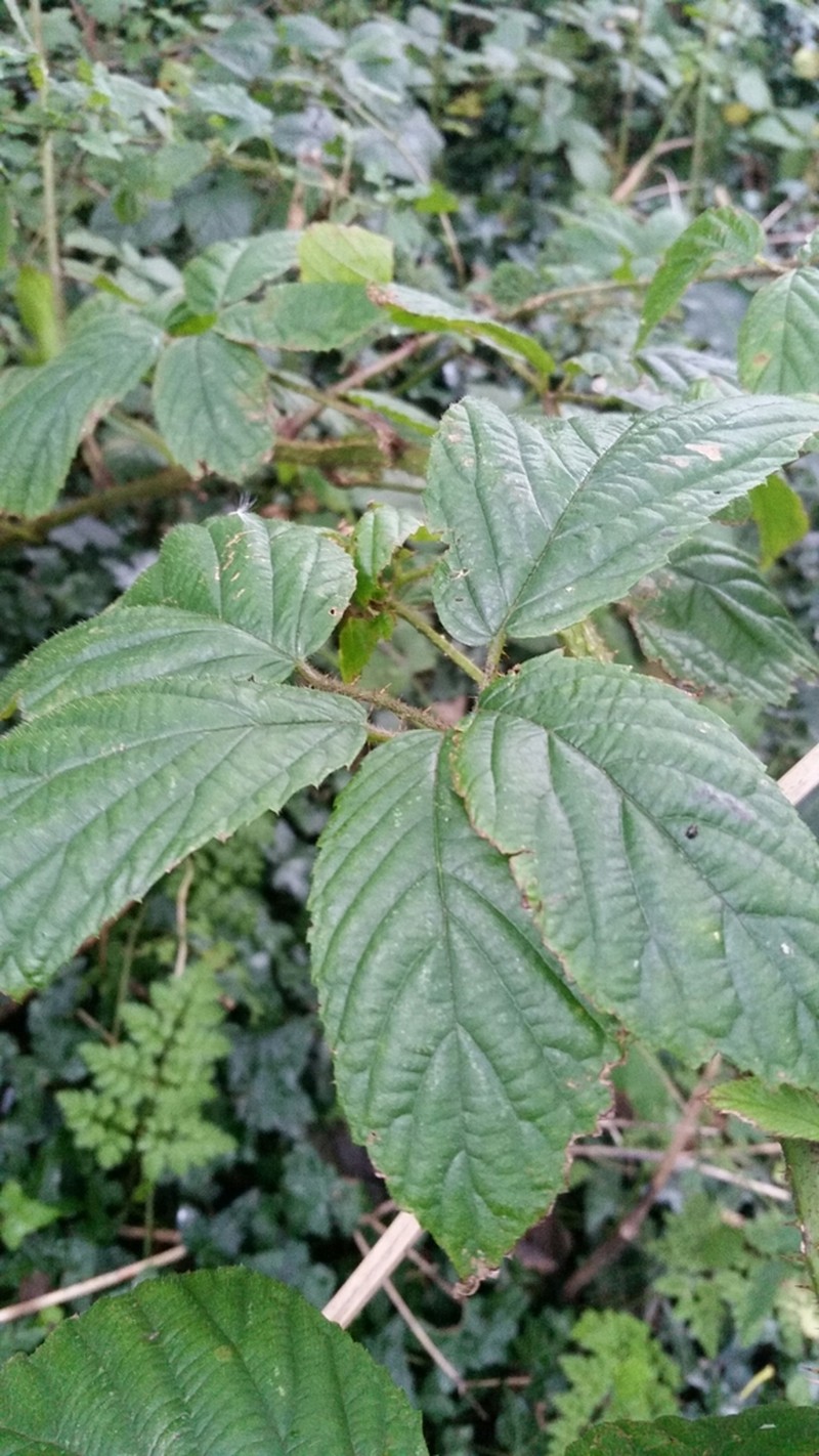 Rubus hylocharis photo 5
