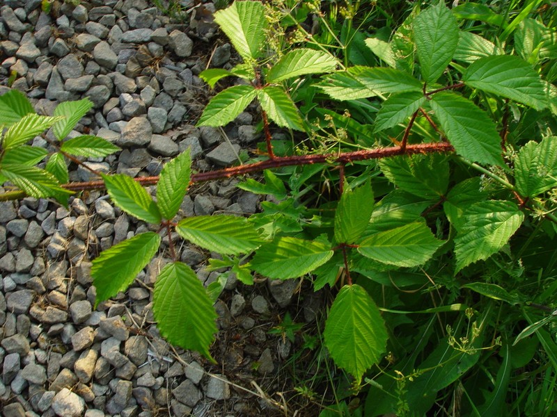 Rubus hylocharis photo 6