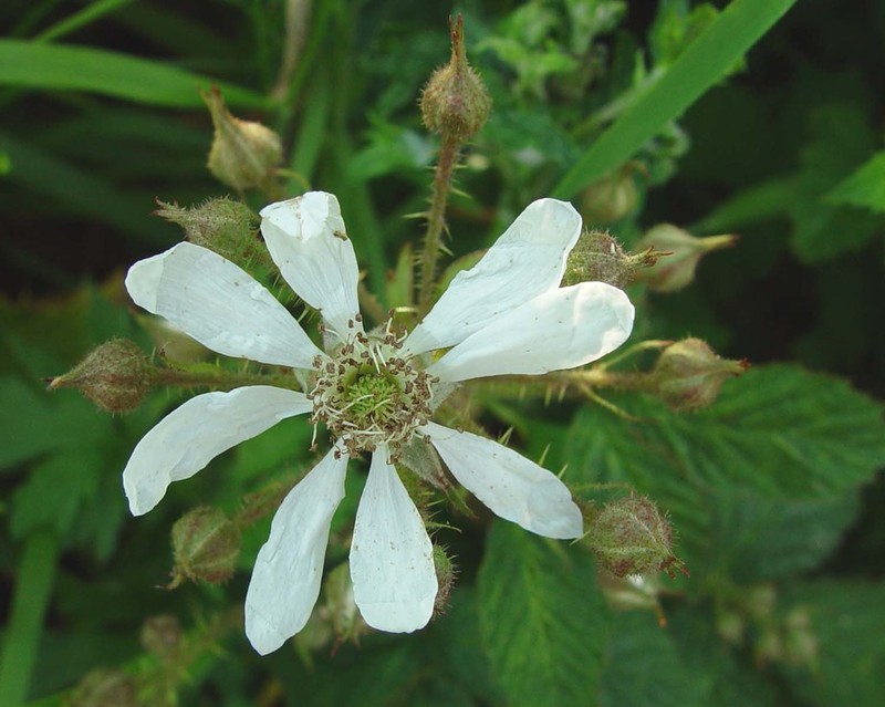 Rubus hylocharis photo 7
