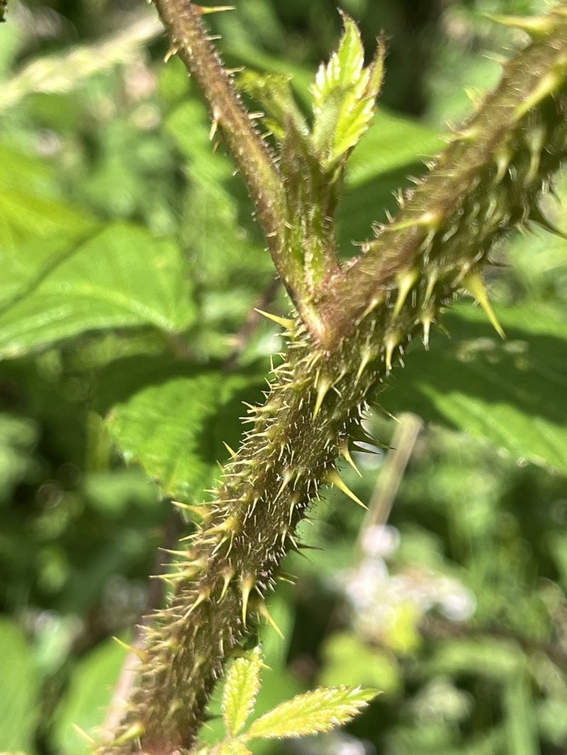 Rubus hylocharis photo 8