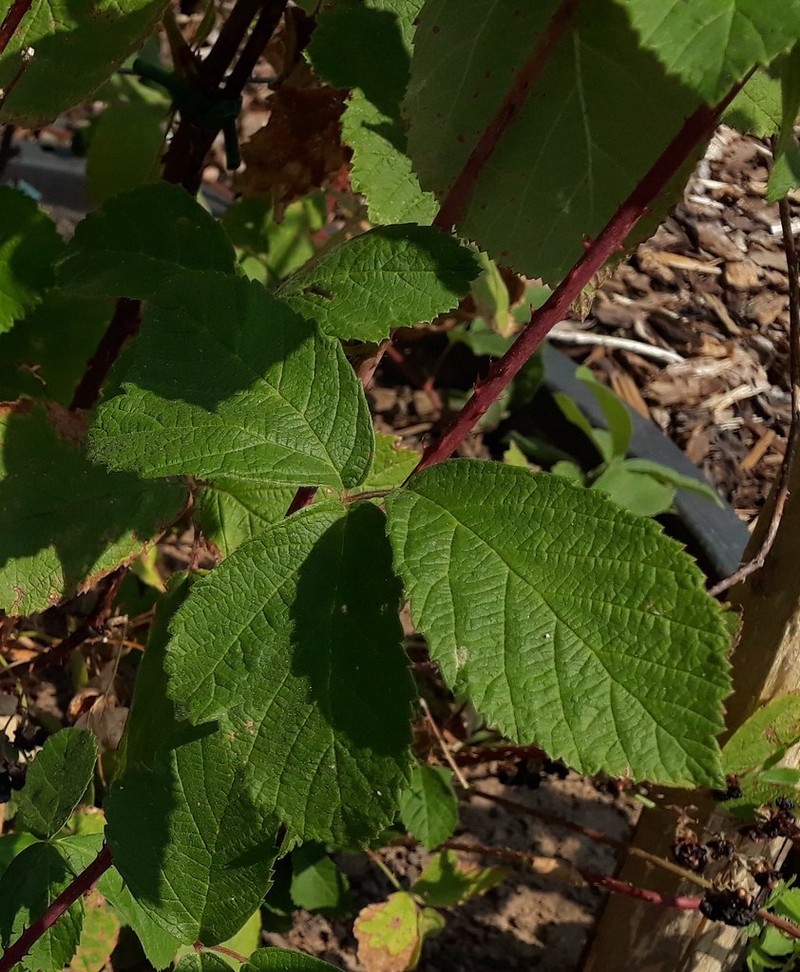 Rubus hypomalacus photo 2
