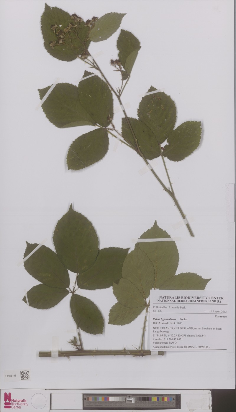 Rubus hypomalacus photo 3