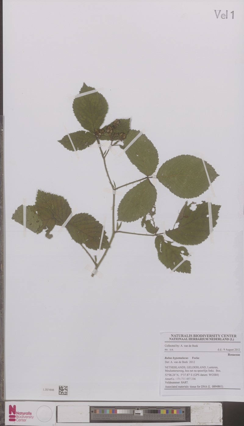 Rubus hypomalacus photo 4