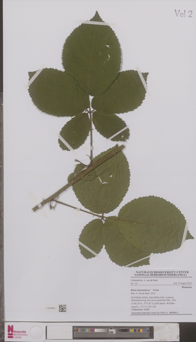 Rubus hypomalacus photo 5