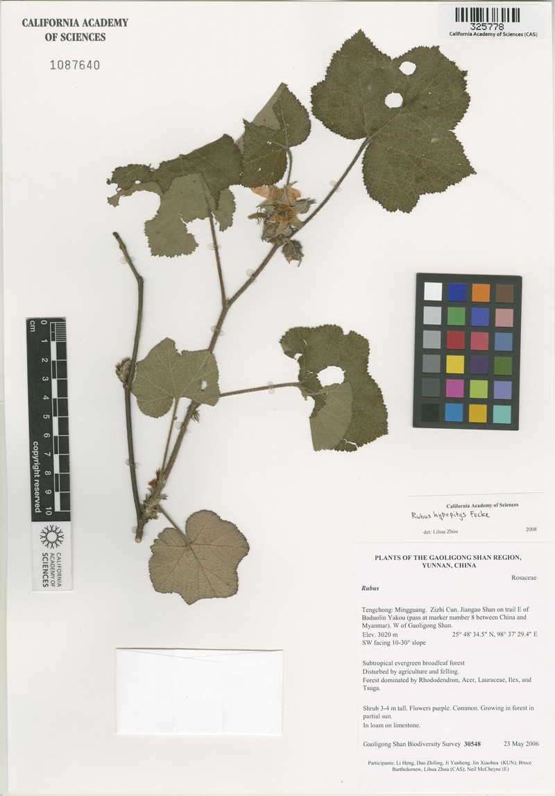 Rubus hypopitys