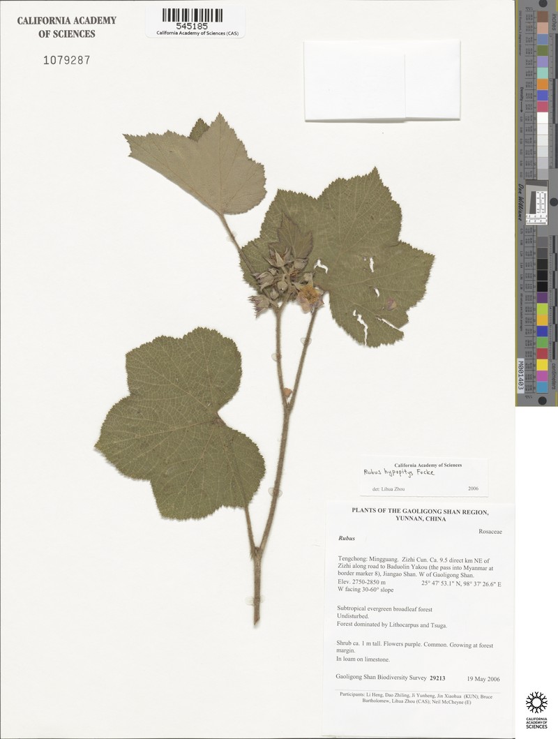 Rubus hypopitys photo 2