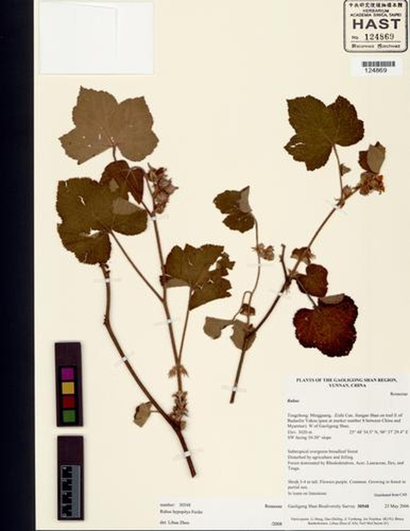 Rubus hypopitys photo 3