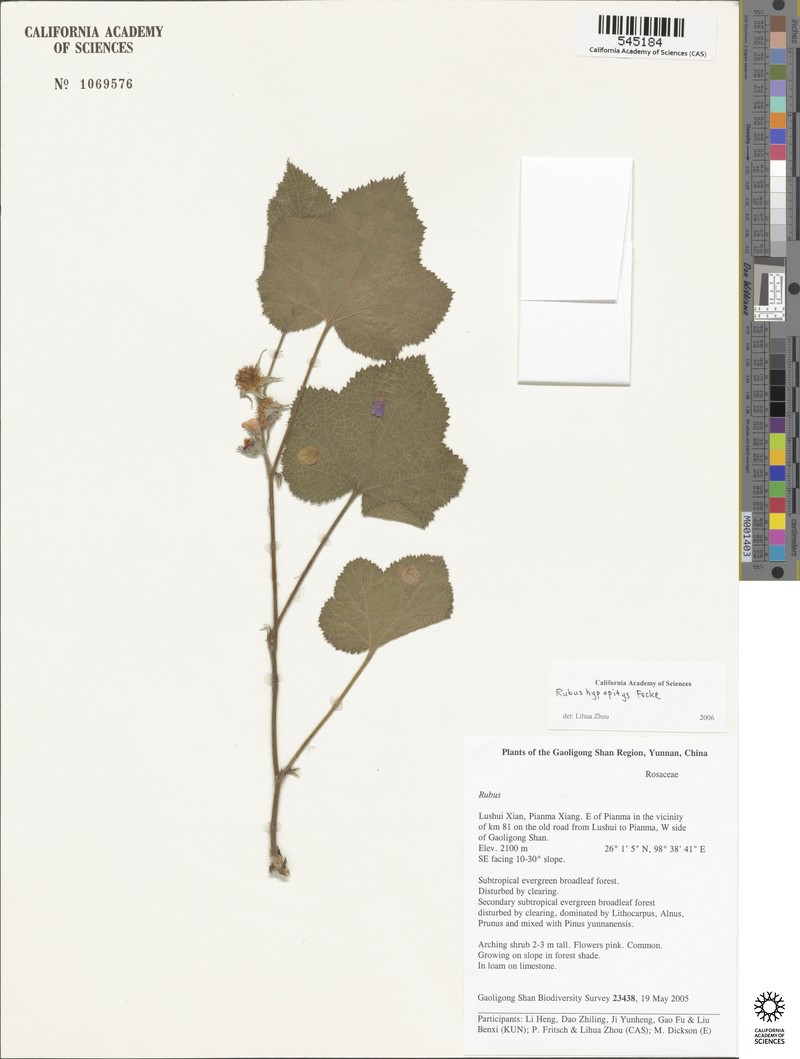 Rubus hypopitys photo 4