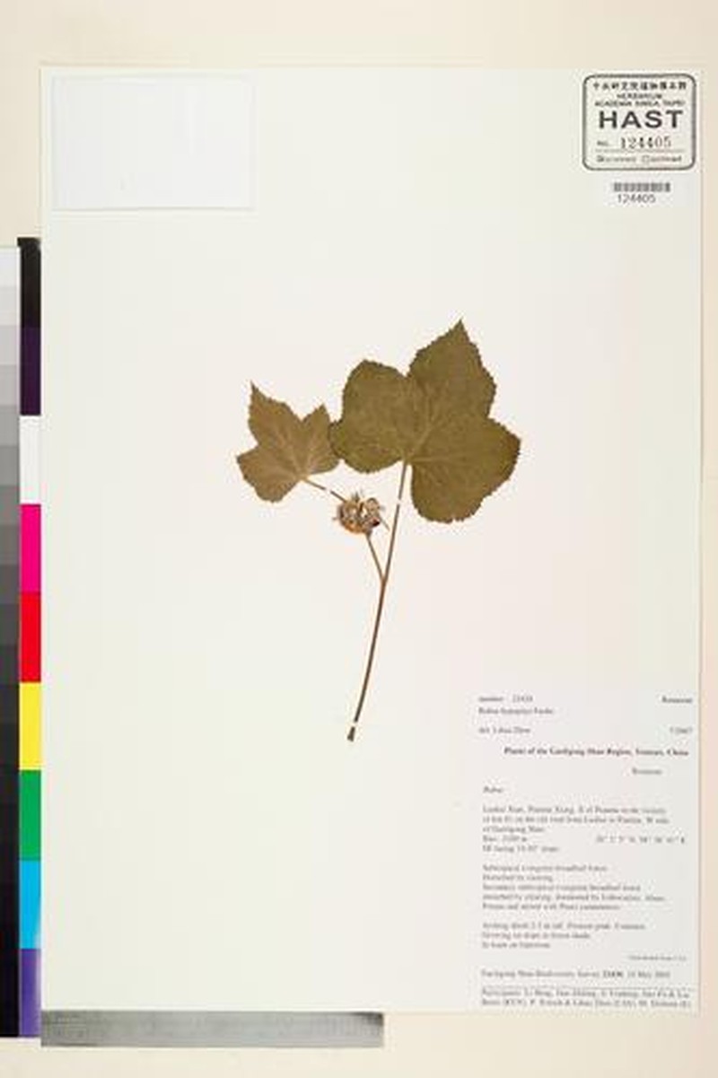Rubus hypopitys photo 5
