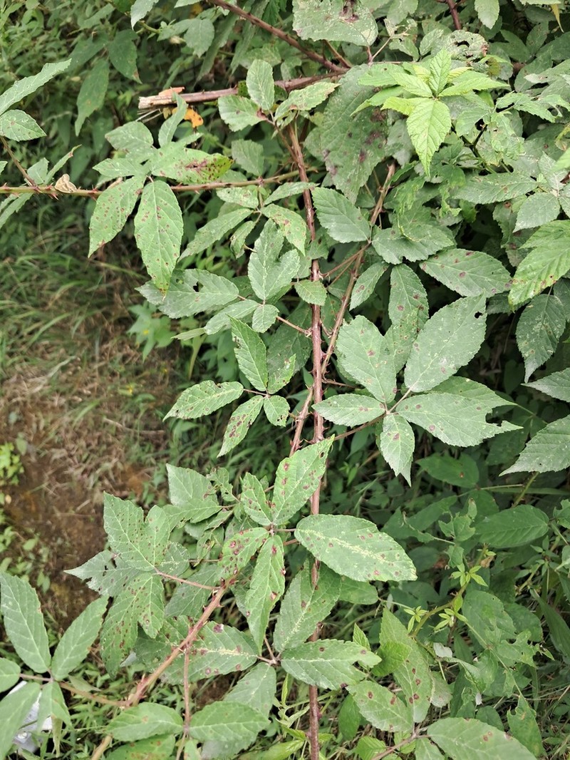 Rubus hyrcanus