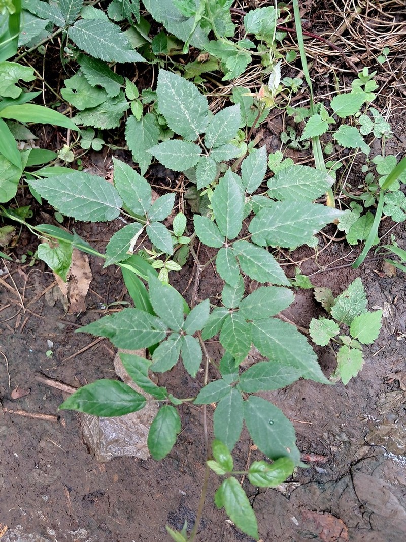 Rubus hyrcanus photo 2