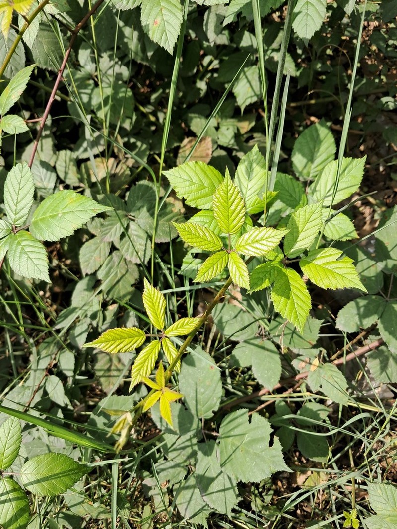 Rubus hyrcanus photo 3