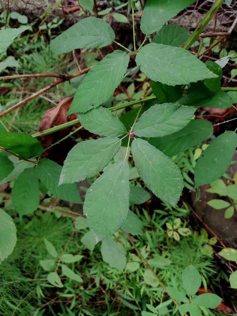 Rubus hyrcanus photo 4