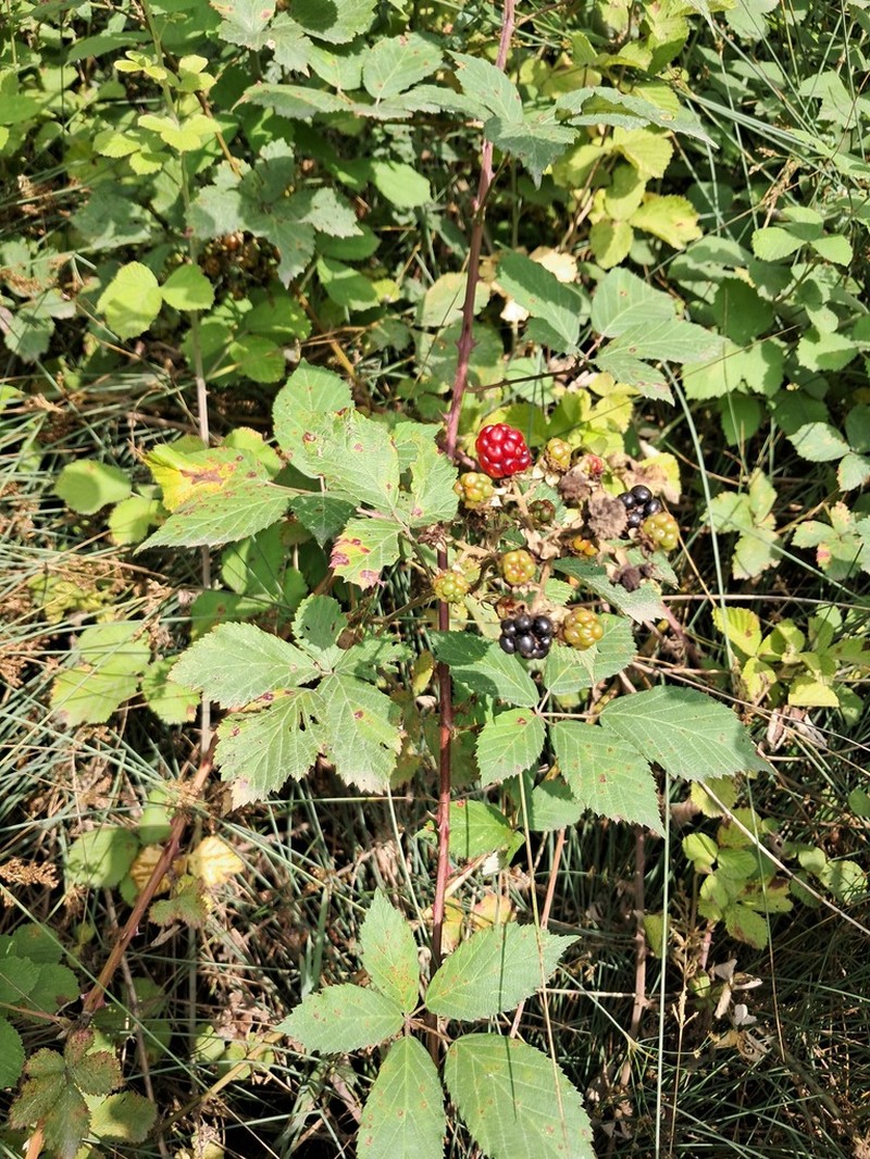 Rubus hyrcanus photo 5