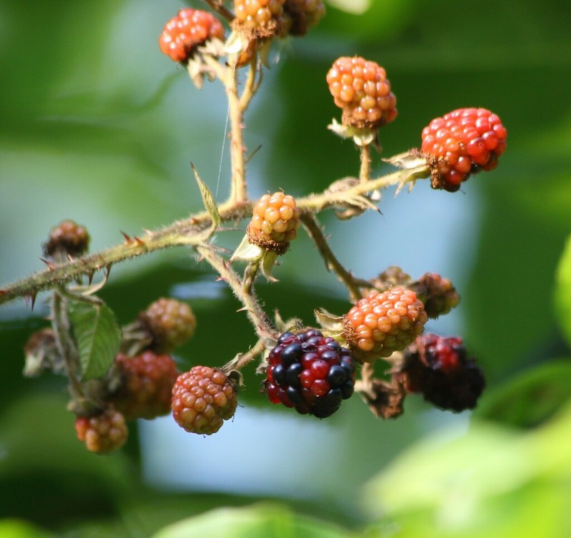 Rubus hyrcanus photo 6