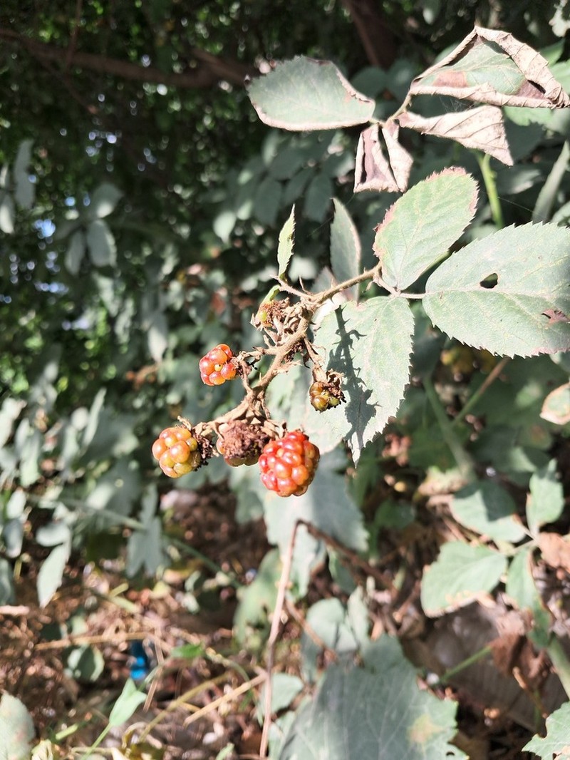 Rubus hyrcanus photo 7