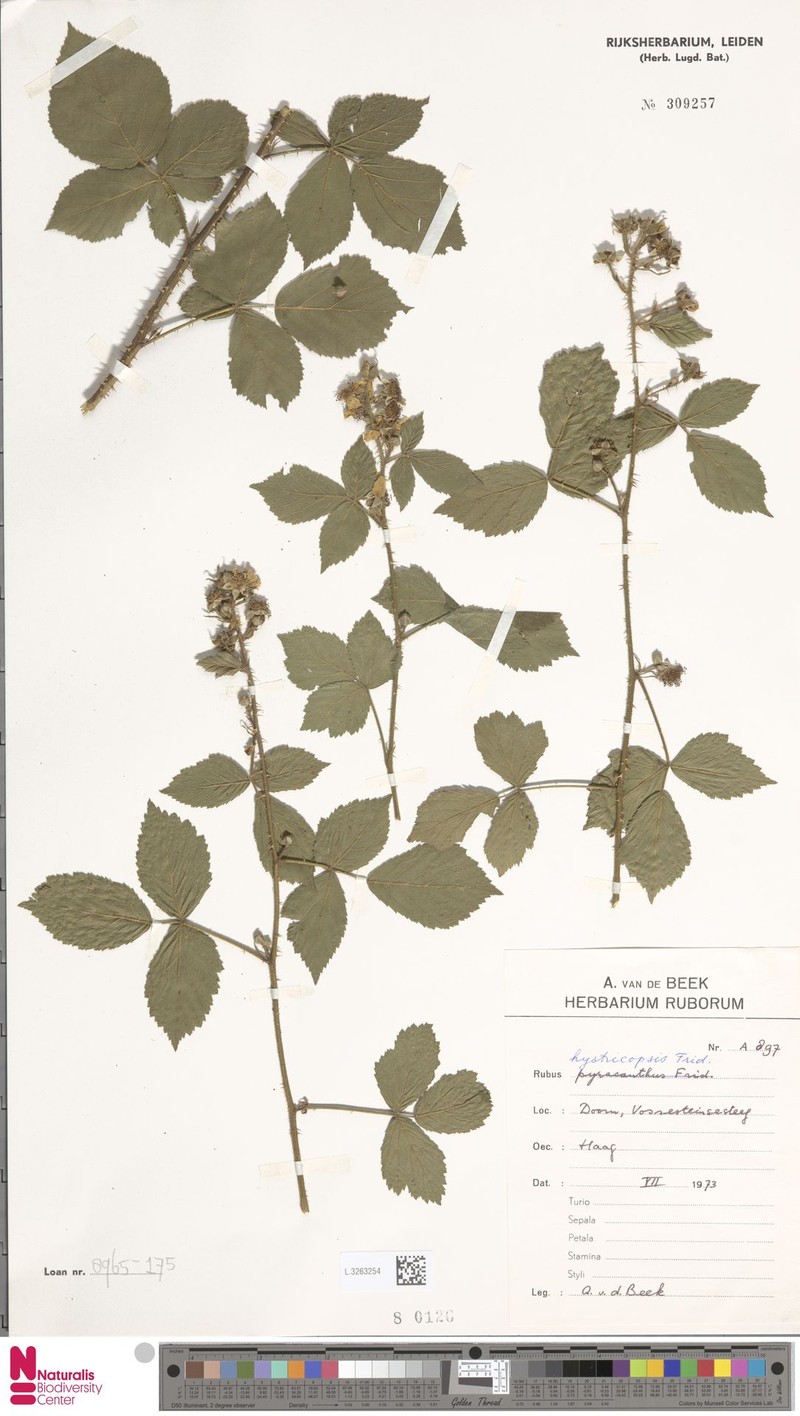 Rubus hystricopsis