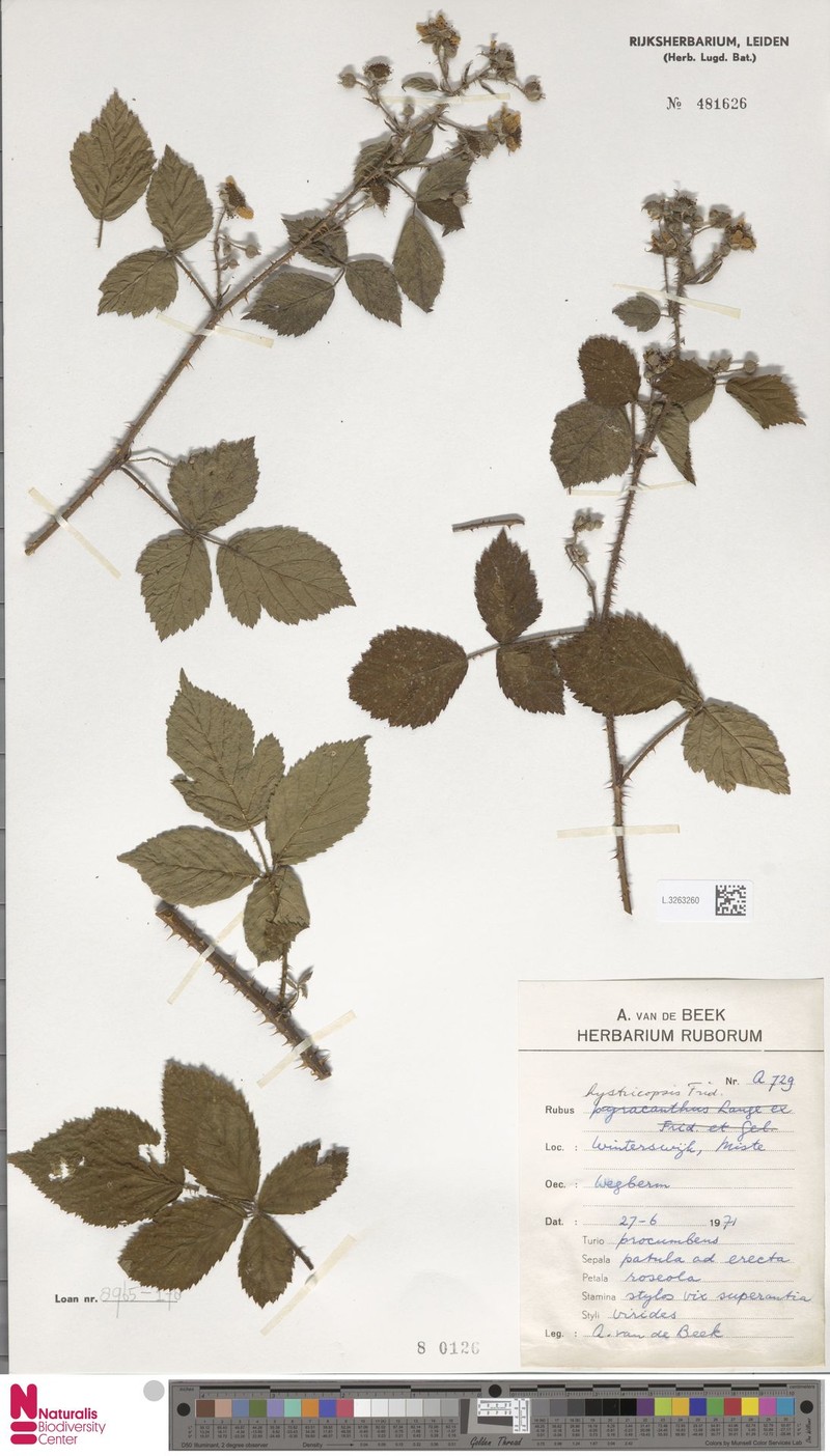 Rubus hystricopsis photo 2