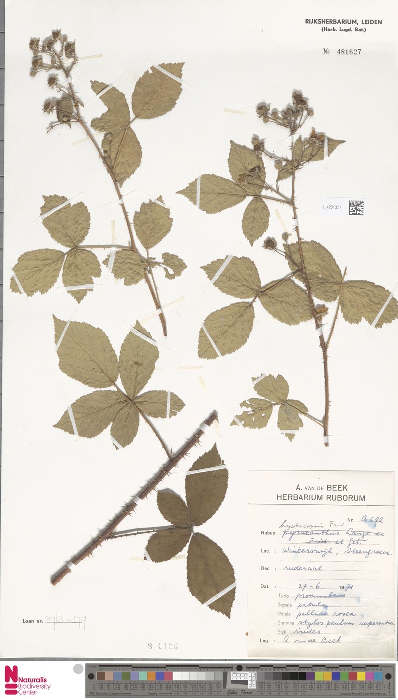 Rubus hystricopsis photo 3