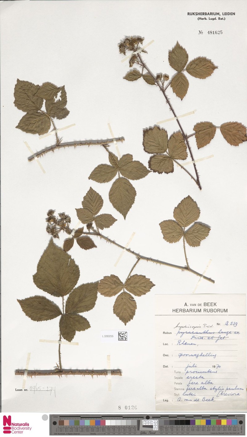 Rubus hystricopsis photo 4