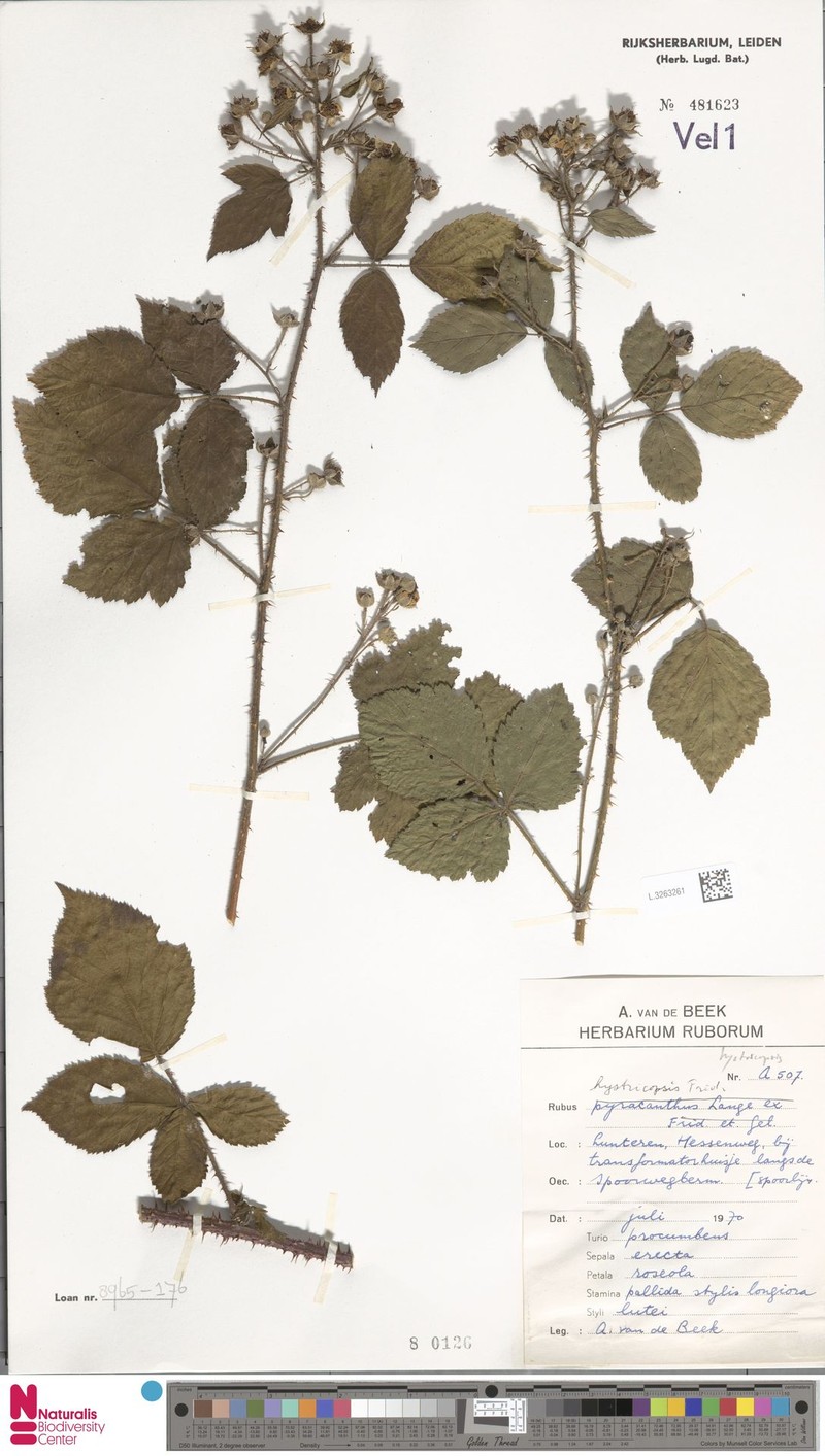 Rubus hystricopsis photo 5